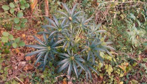 FPA095791