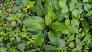FPA095812